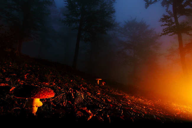 Psyco Mushrooms . . .