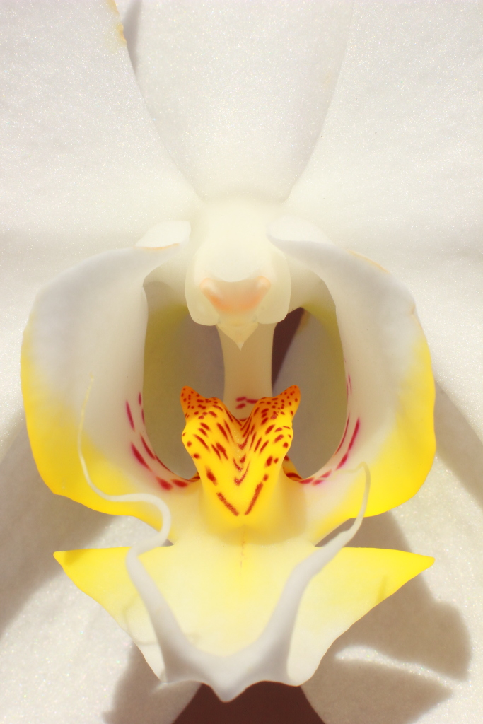 White Orchid's heart