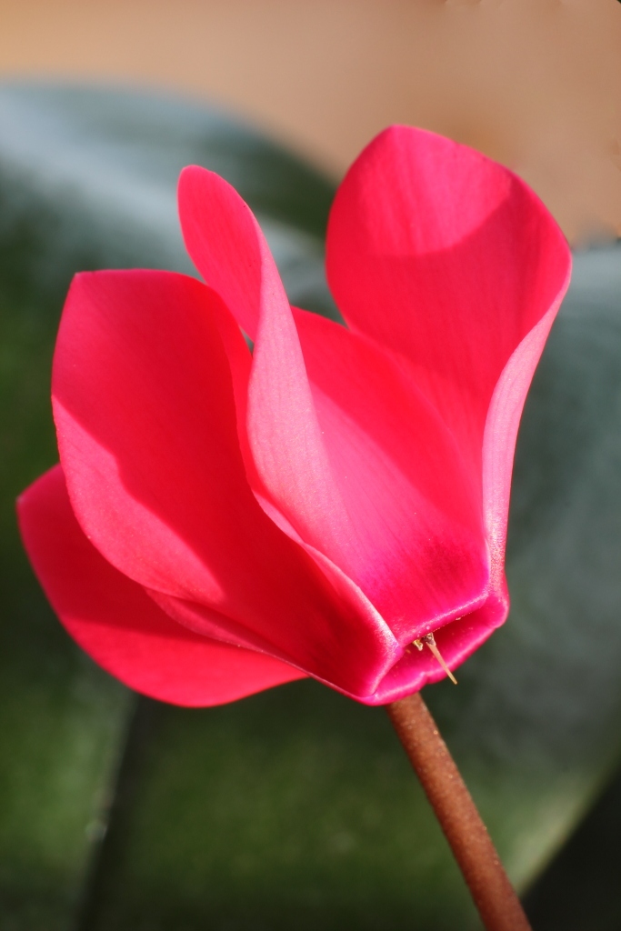 The Brave CyclaMen