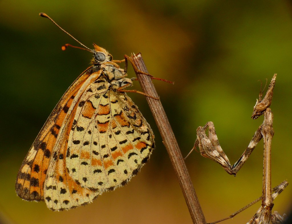 Empusa e Melitea alla calda luce dell'alba