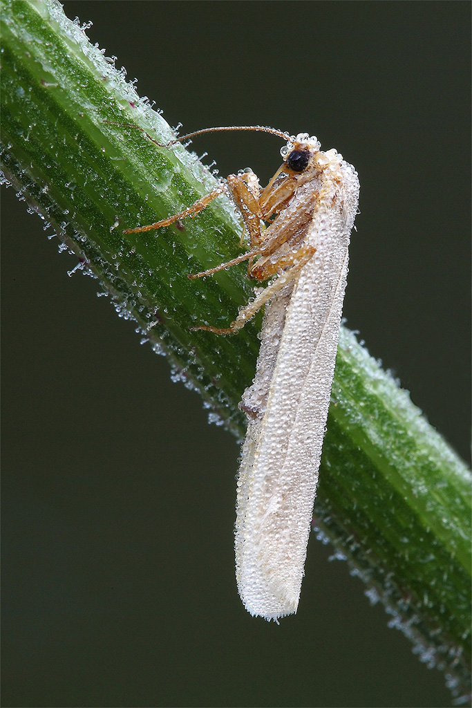 Di Bianco Vestita...!!!