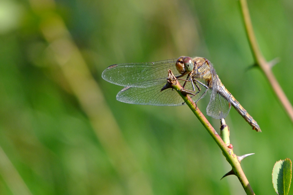 Libellula