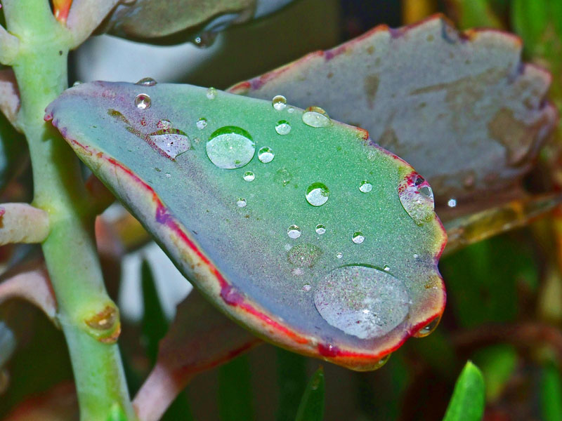 Macro goccia su foglia