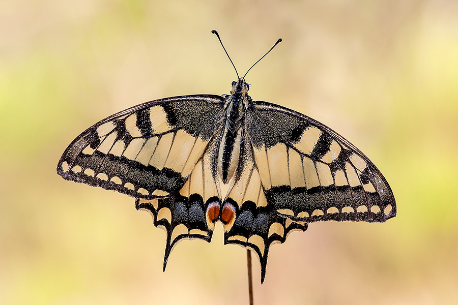 Con i segni del tempo