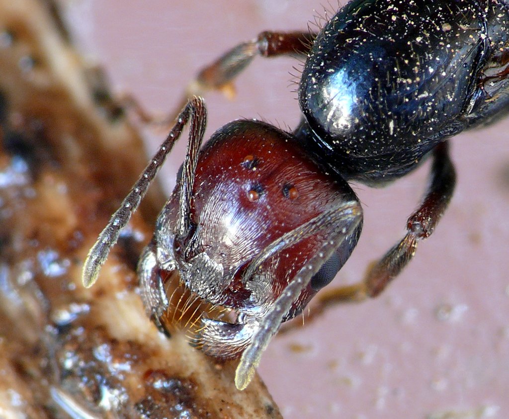 BOOK SU UNA FORMICA :)