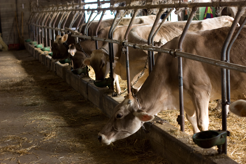 Le vie amiche vacche