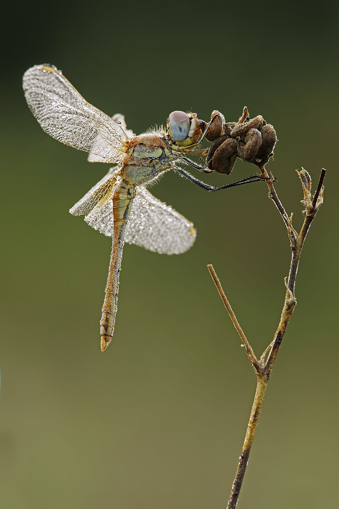 Libellula