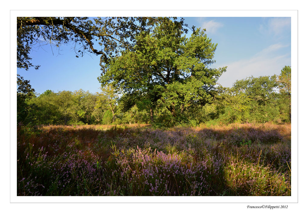 Calluna Vulgaris (Brugo) nei boschi de Ferretto