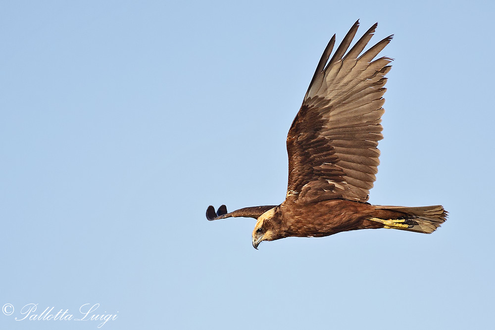 Falco di palude (Circus aeruginosus)