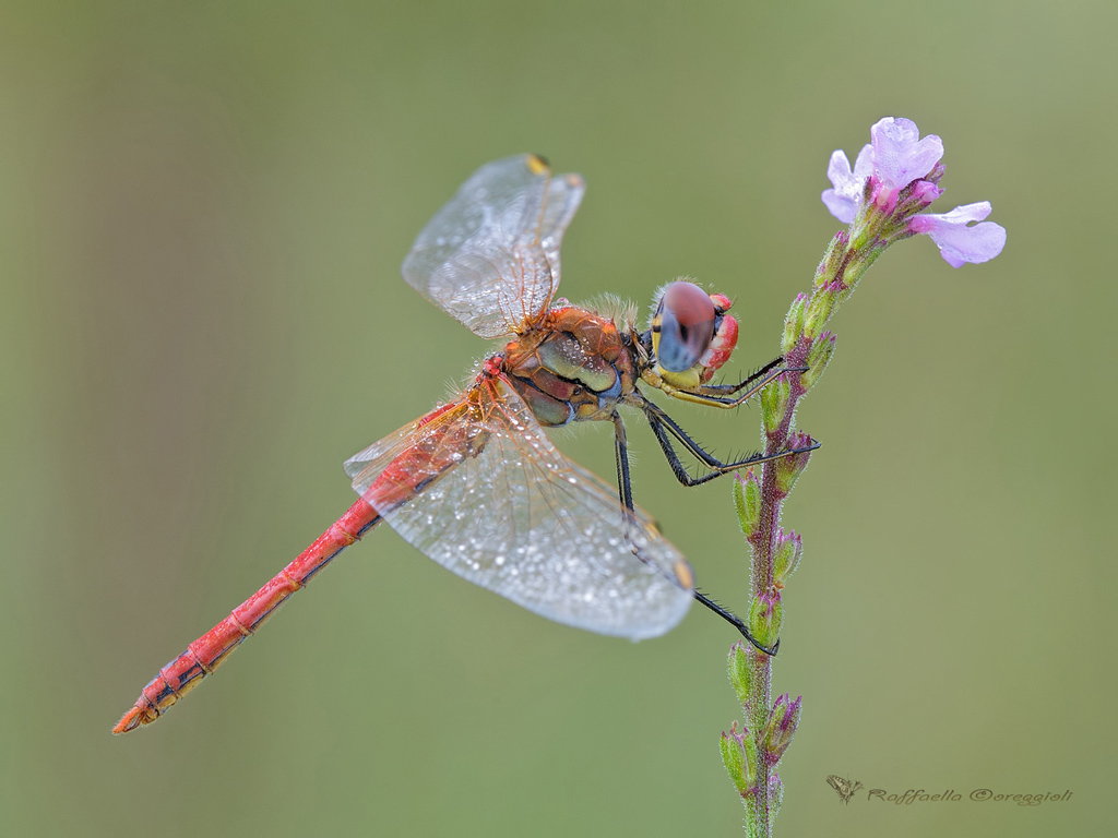 Sympetrum fonscolombii maschio