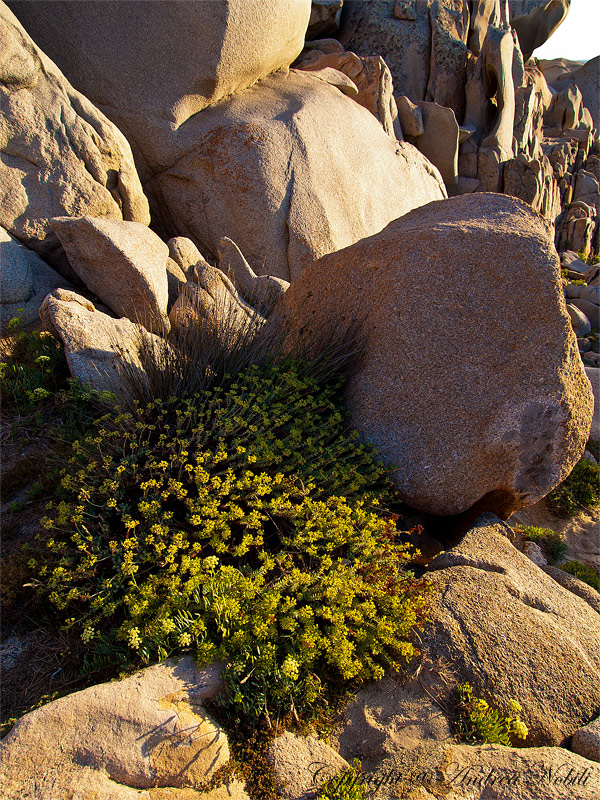 Sardegna - Dettaglio Capo Testa