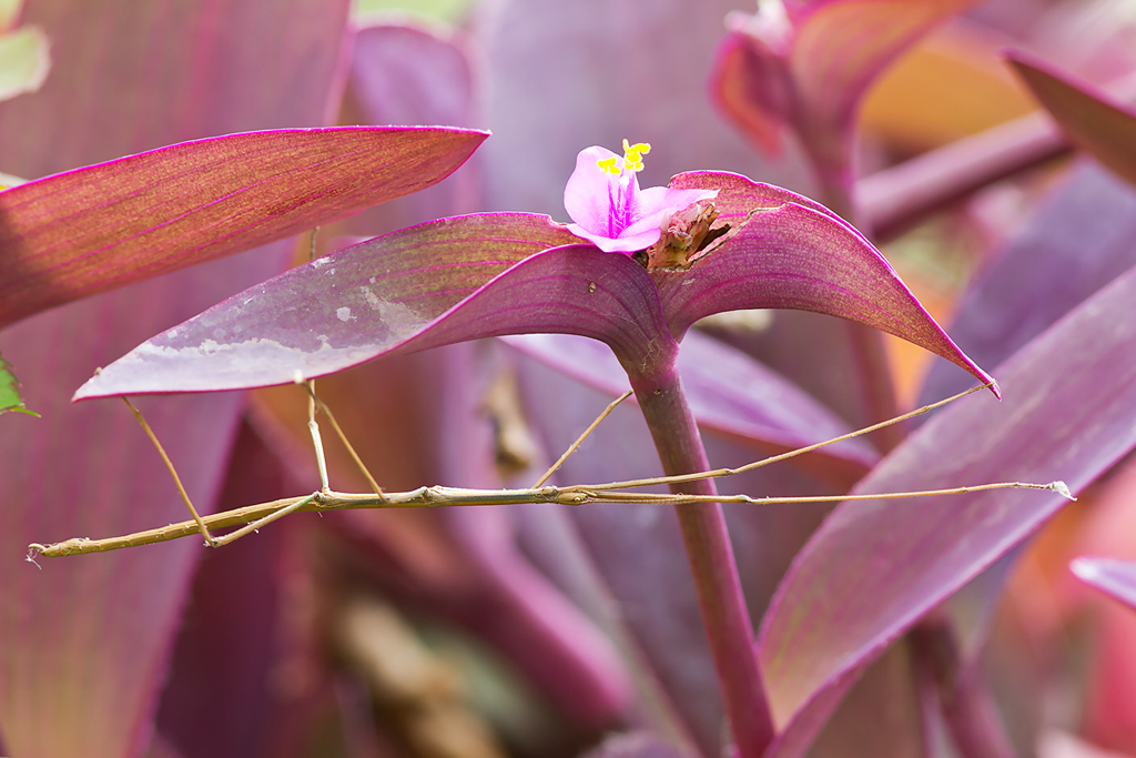 Bacillus rossius - insetto  stecco