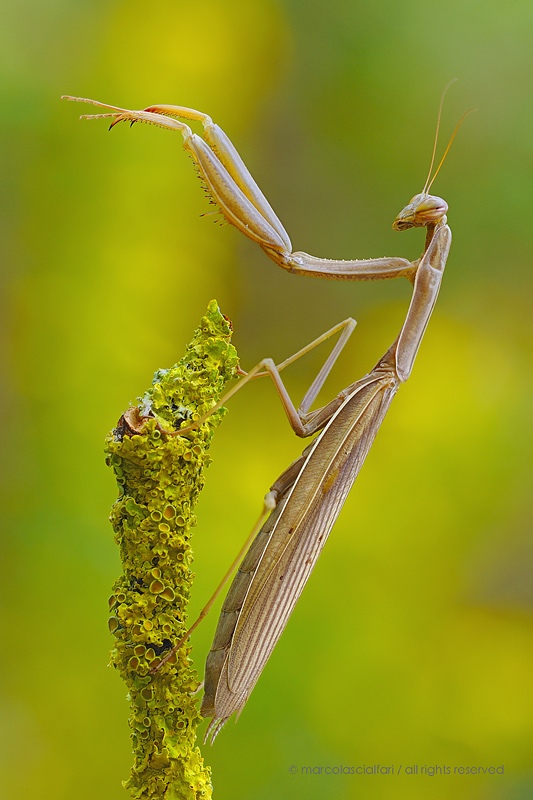 Mantide religiosa (Mantis religiosa Linnaeus, 1758)