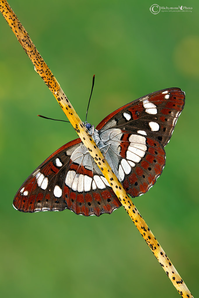 Limenitis reducta (Staudinger 1901) Silvano azzurro
