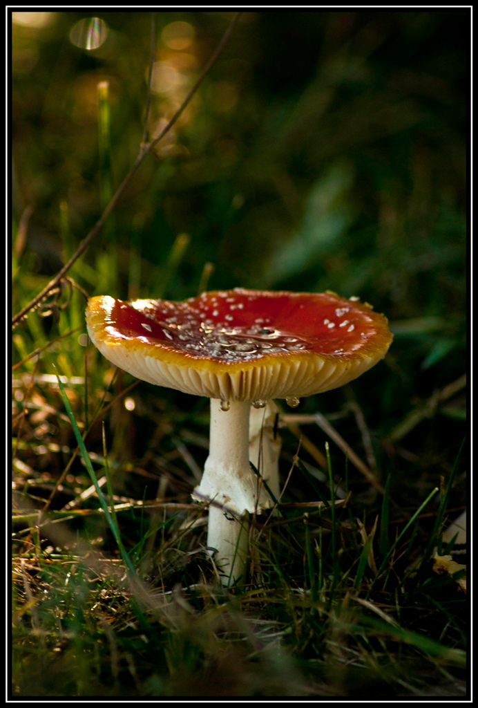 Amanita muscaria
