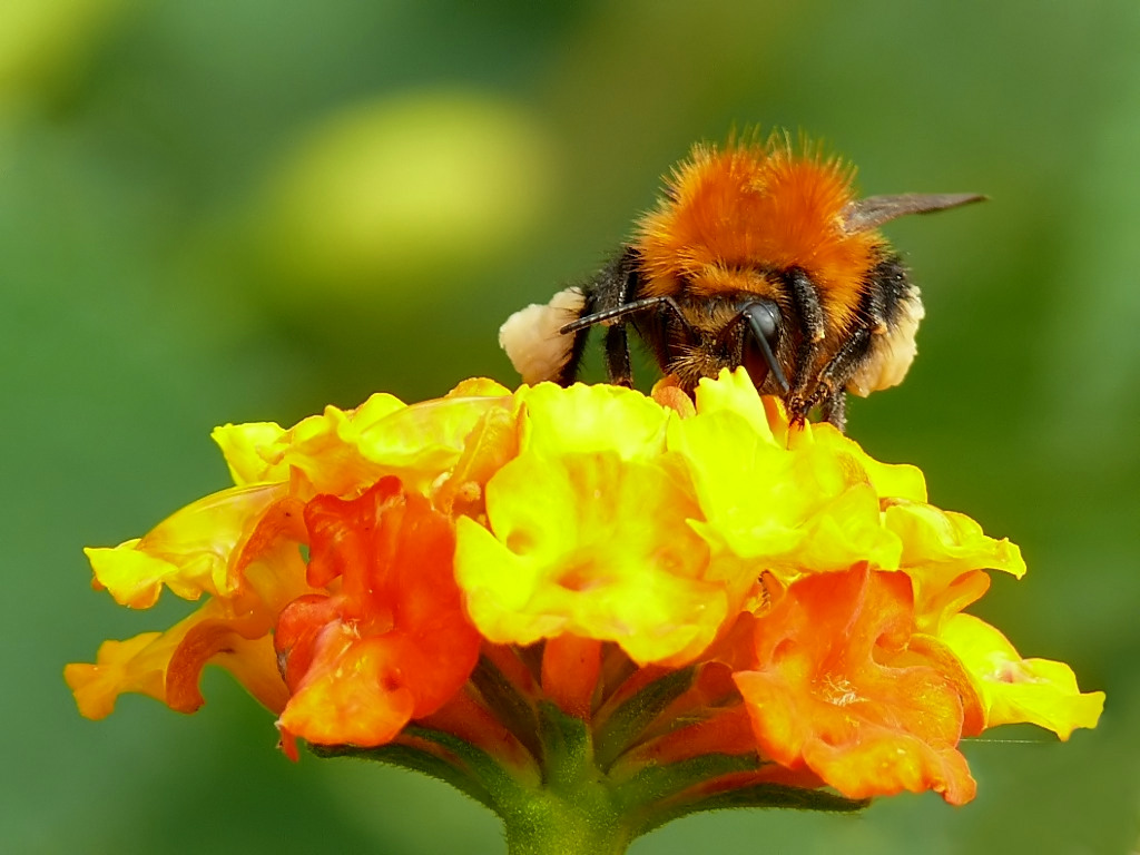 *** Piattoricco micificco ***