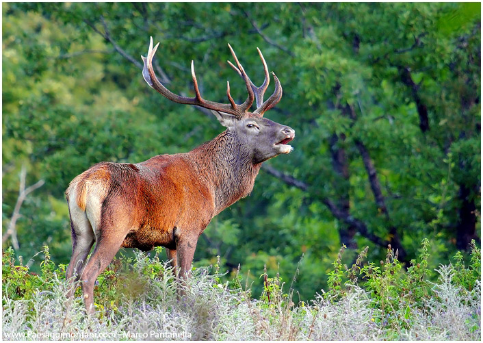 Cervo nel P.N.A.L.M.