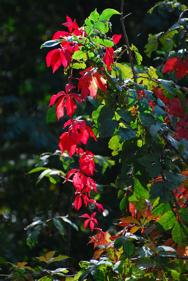 Un rosso incredibile