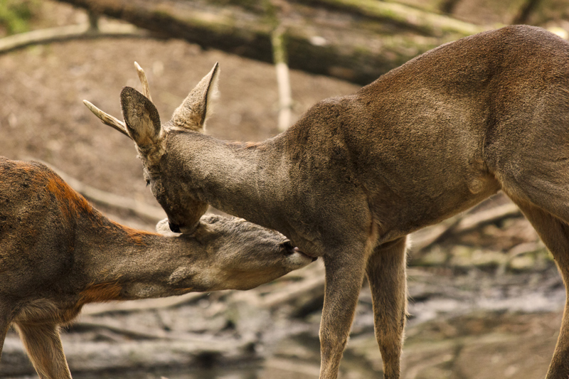 Oasi di Sant'Alessio