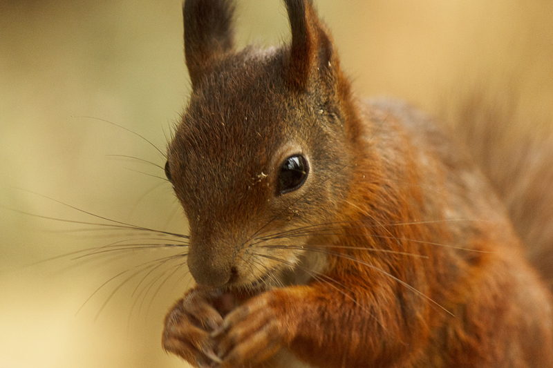 Oasi di Sant'Alessio