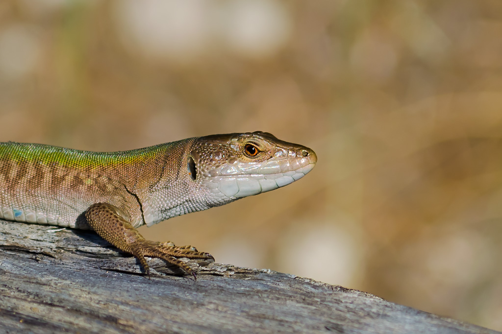 Ritratto ad una lucertola