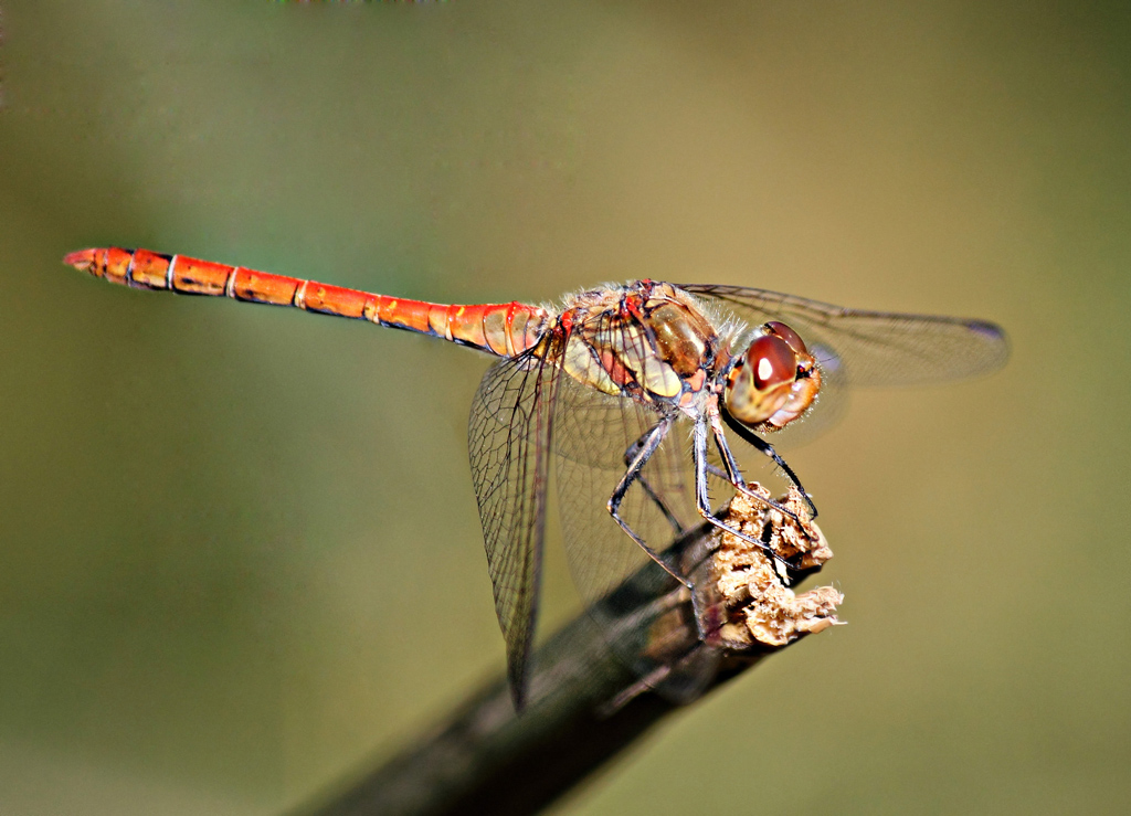 Sympetrum sanguineum 2