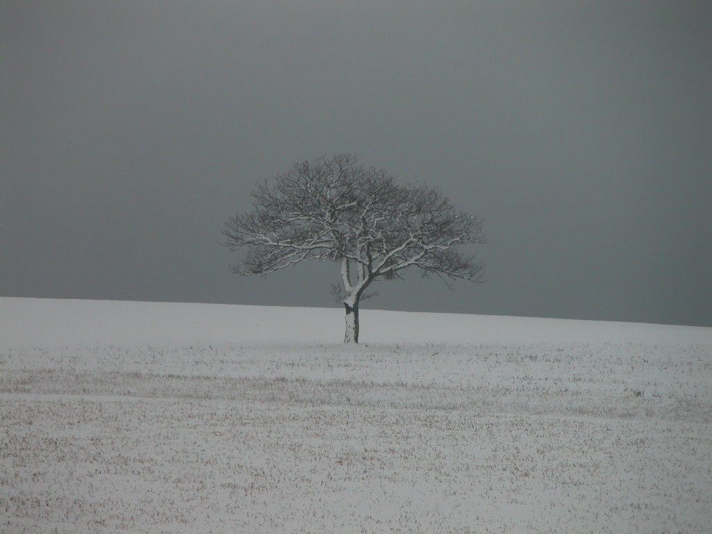 Albero solitario