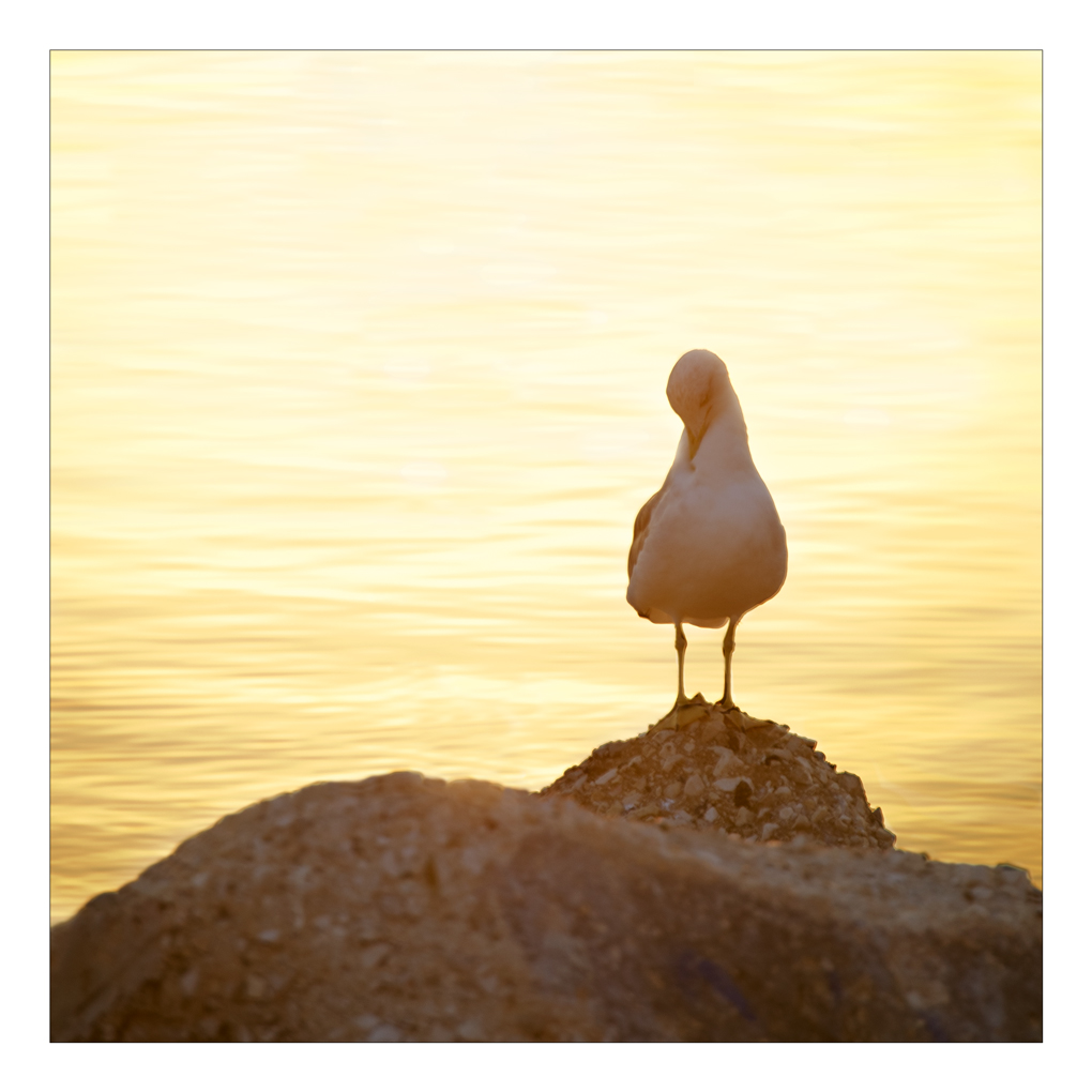 Timidezza ed eleganza ...