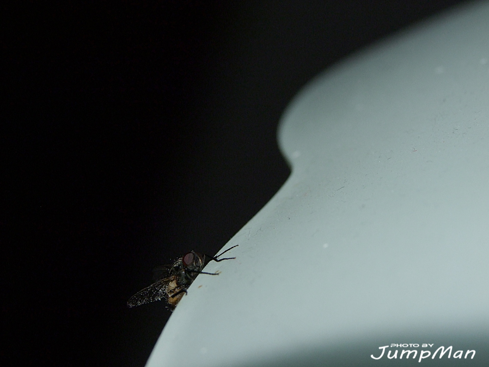 Tra la vita e la morte ...