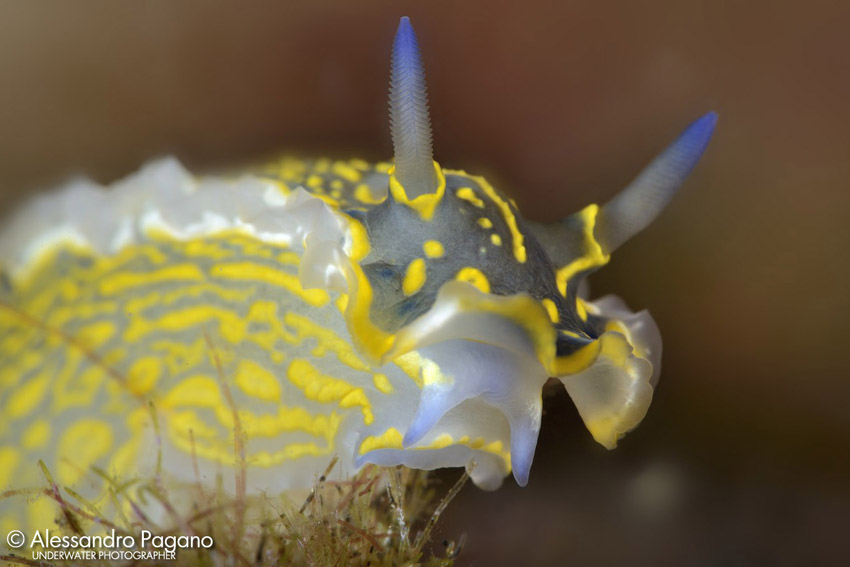 Hypselodoris picta