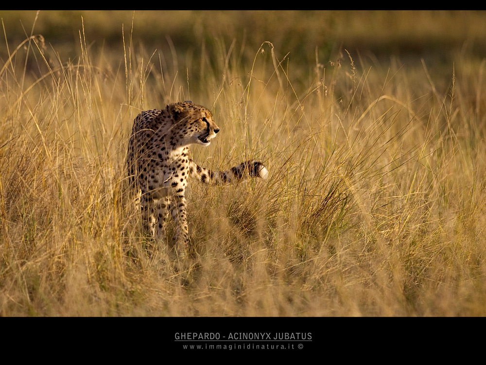 Ghepardo