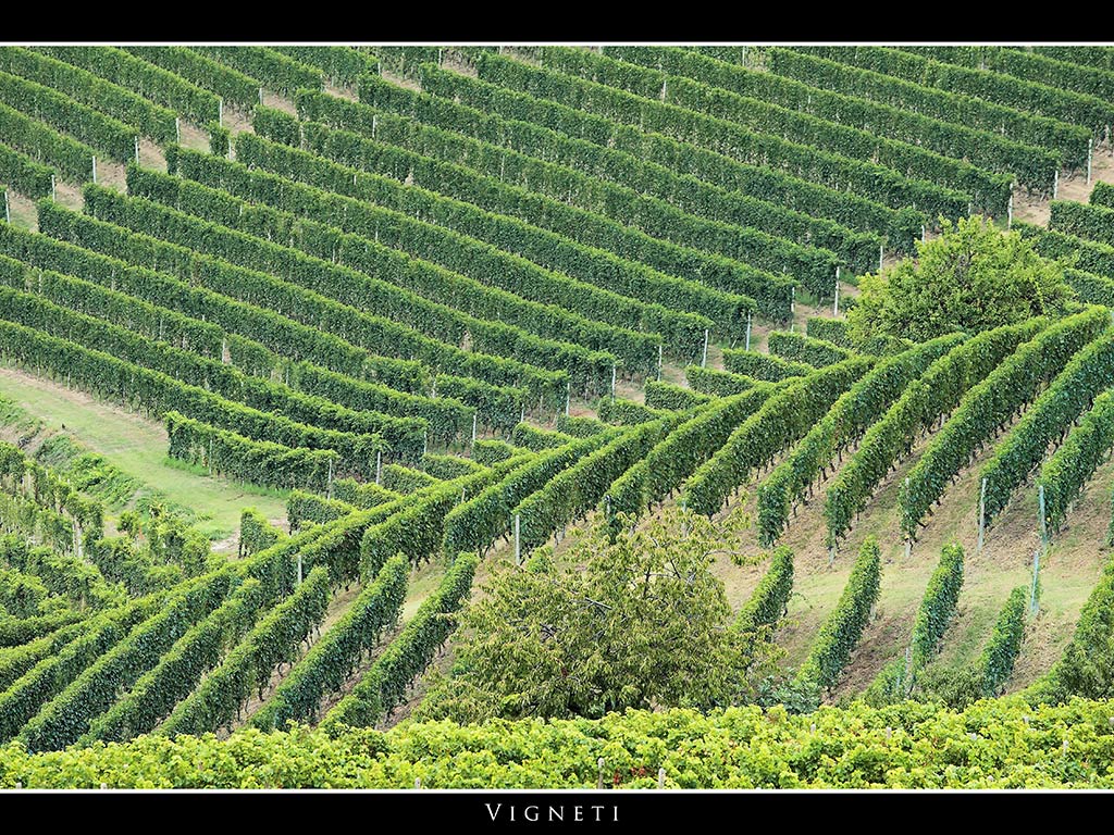 Vigneti # 2