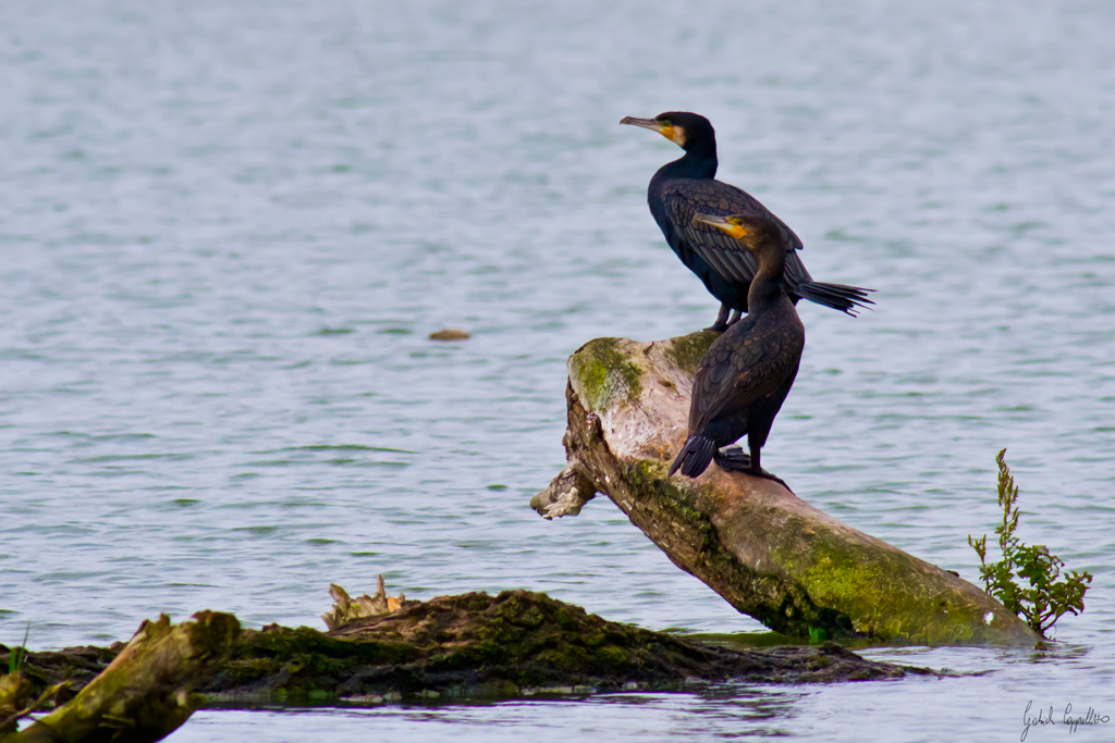 Cormorano (phalacrocorax carbo)
