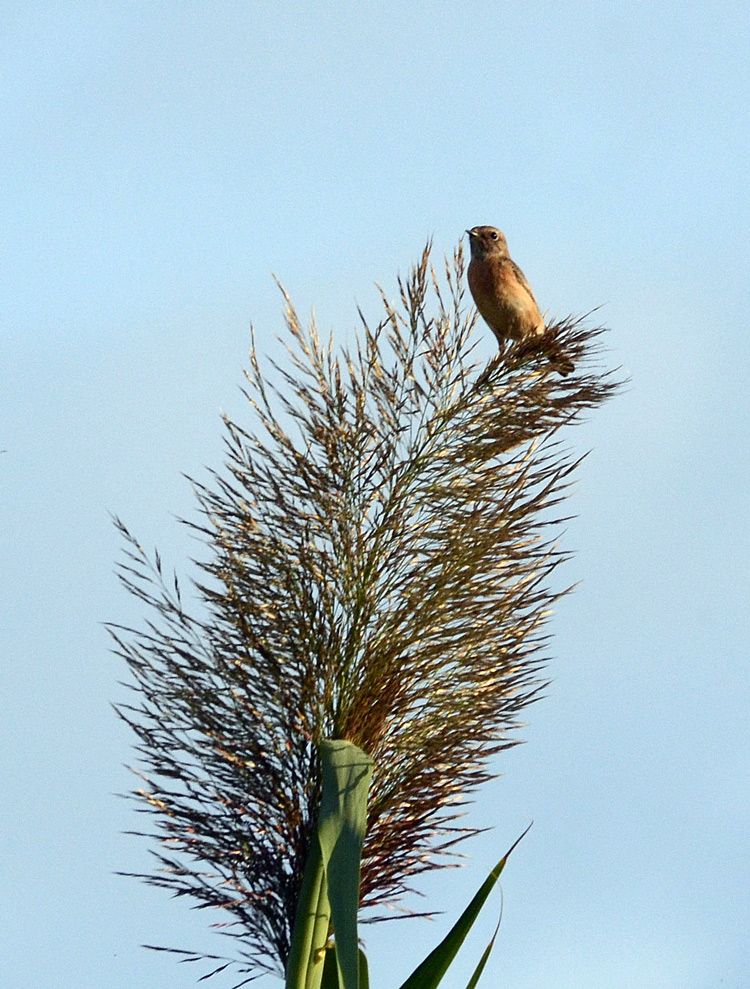 primissimi scatti di caccia