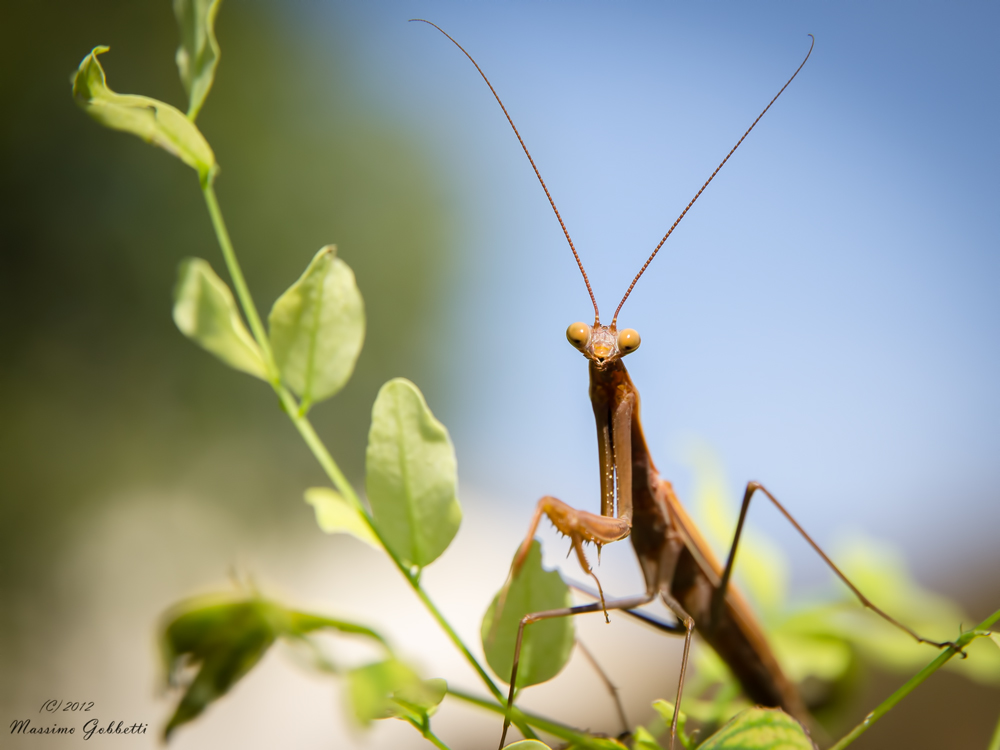 ET ... Telefono...Casa...