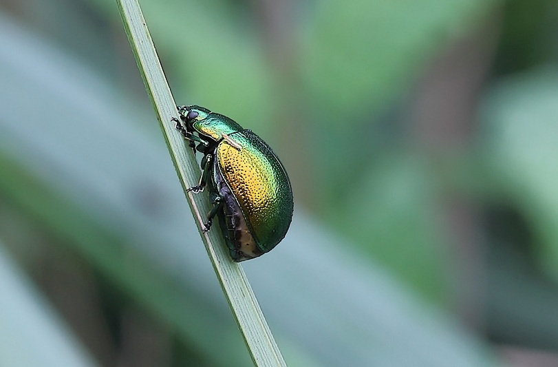 Crysolina Herbacea...