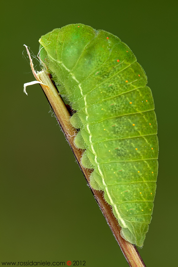 Iphiclides podalirius (Linnaeus, 1758)