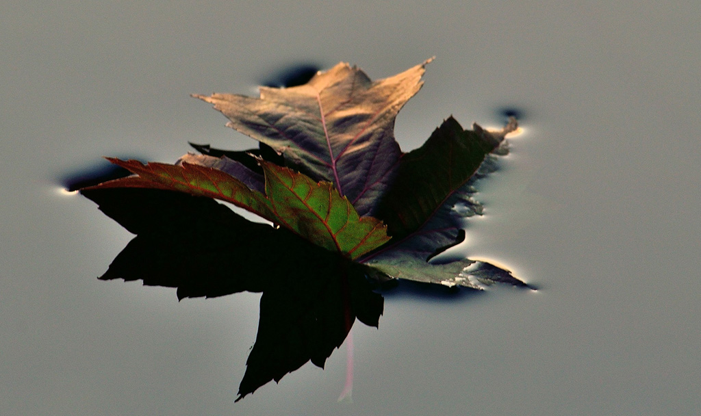 ‎"Sail away, away......Ripples never come back.....!!!!"