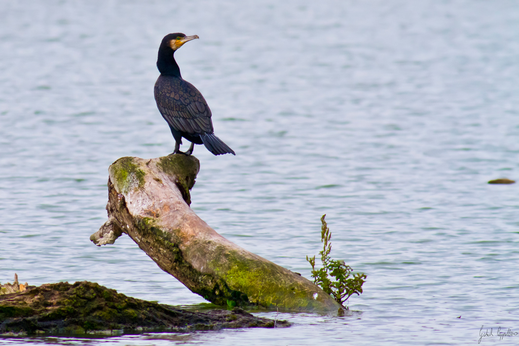 cormorano (phalacrocorax carbo)