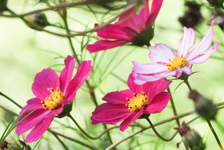 alice nel paese delle meraviglie