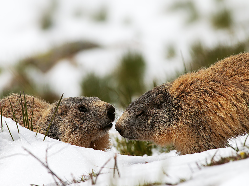 Marmotta # 7