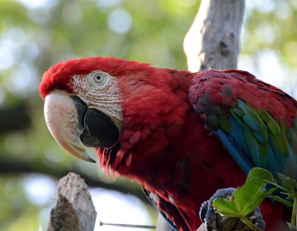 Pappagallo Ara