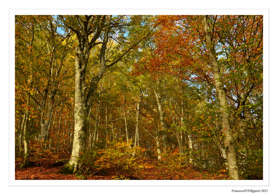 Primi colori dell'autunno