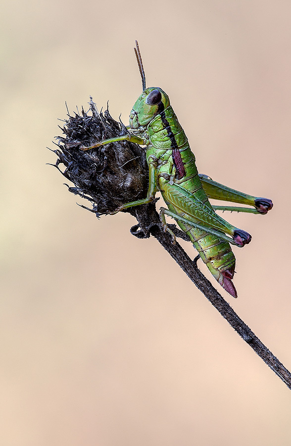 Odontopodisma decipiens insubrica
