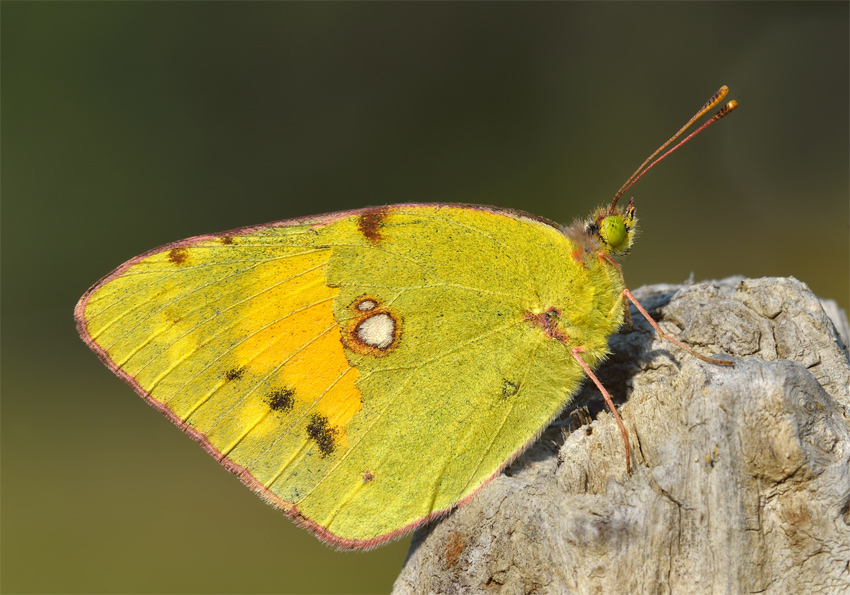 Colias crocea