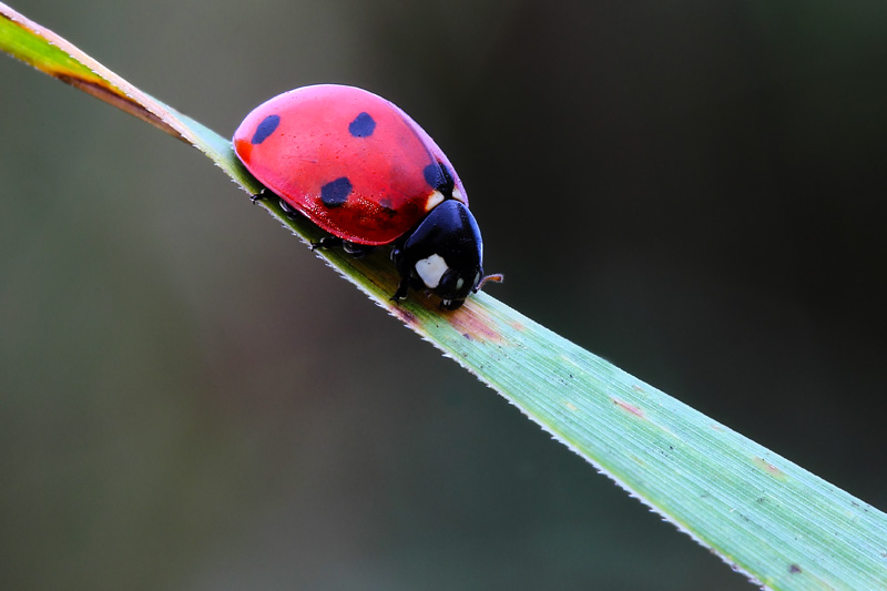 coccinella rossonera