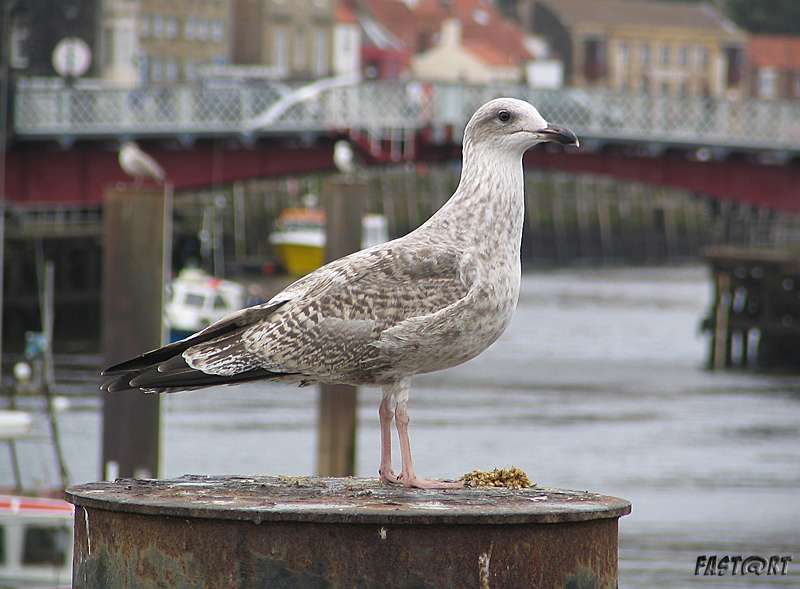 Whitby bird