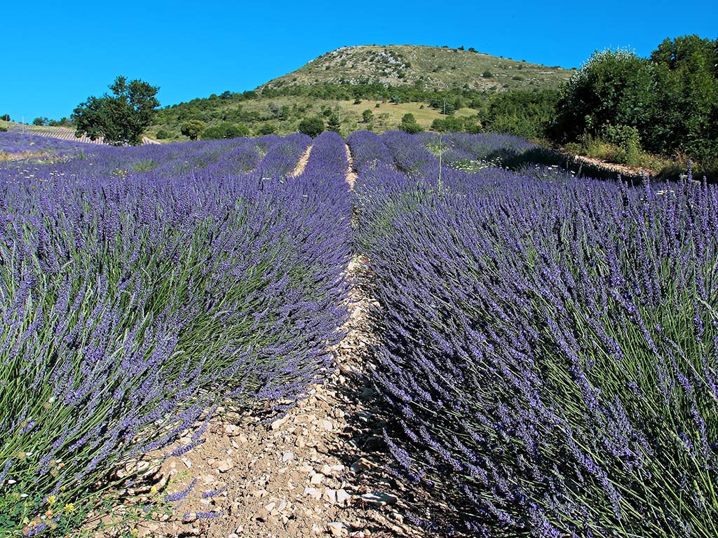 Provenza  # 8 - Lavanda