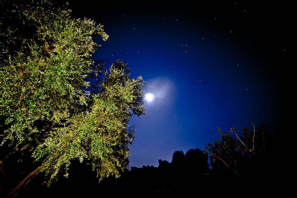 Uliveto di notte