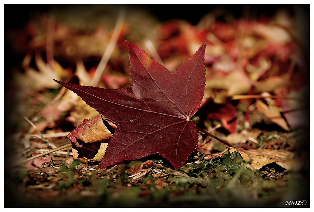 "Si sta come, d'autunno, sugli alberi, le foglie."